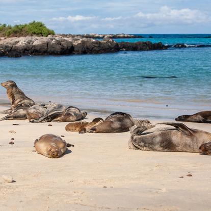 Galapagos - Santa Fe Island A Découvrir en Equateur - Les Iles Galapagos