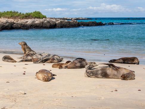 Galapagos - Santa Fe Island A Découvrir en Equateur - Les Iles Galapagos