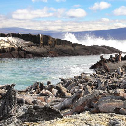 Galapagos - Fernandina Island - Iguane Marin Et Cormoran Aptère à Punta Espinoza A Découvrir en Equateur - Les Iles Galapagos