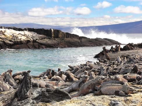 Galapagos - Fernandina Island - Iguane Marin Et Cormoran Aptère à Punta Espinoza A Découvrir en Equateur - Les Iles Galapagos