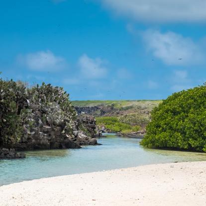 Galapagos - Genovesa Island A Découvrir en Equateur - Les Iles Galapagos