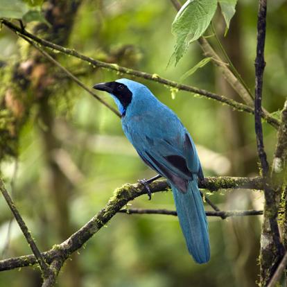 Mindo - Turquoise Jay A Découvrir en Equateur - La Forêt de Mindo