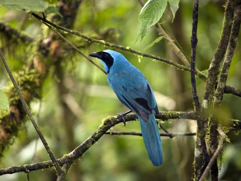Mindo - Turquoise Jay A Découvrir en Equateur - La Forêt de Mindo