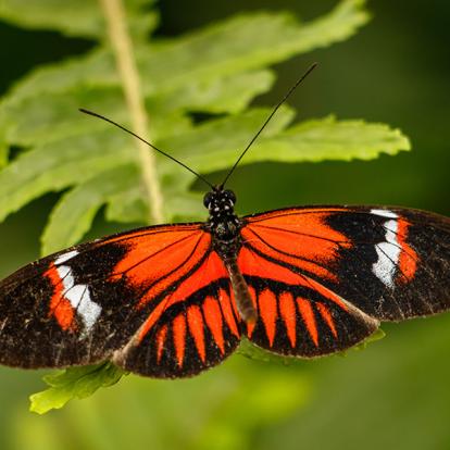Mindo - Papillon Rouge Dans Le Jardin Des Papillons A Découvrir en Equateur - La Forêt de Mindo