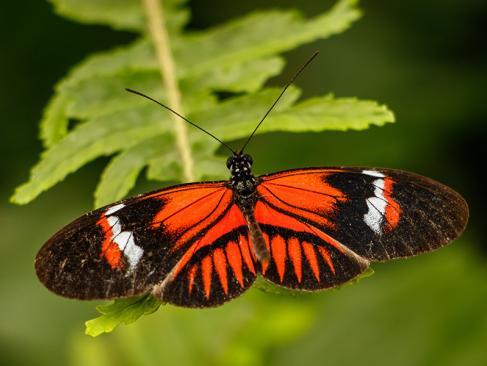 Mindo - Papillon Rouge Dans Le Jardin Des Papillons A Découvrir en Equateur - La Forêt de Mindo
