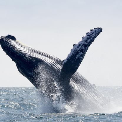 A Découvrir en Equateur Puerto Lopez et le Parc National Machalilla
