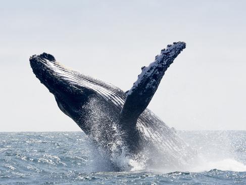 A Découvrir en Equateur Puerto Lopez et le Parc National Machalilla