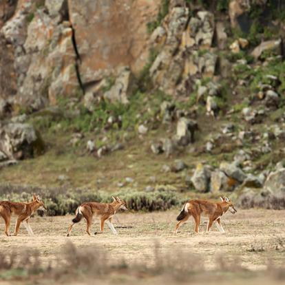 A Découvrir en Ethiopie - Le Parc National de Balé
