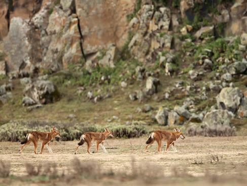 Parc National De Balé A Découvrir en Ethiopie - Le Parc National de Balé