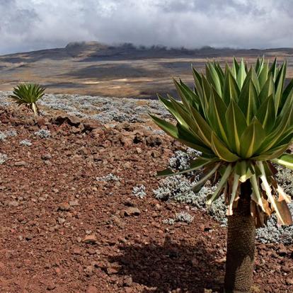 A Découvrir en Ethiopie - Le Parc National de Balé