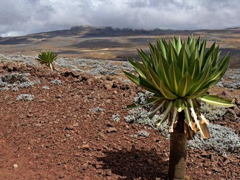 Parc National De Balé - Tullu Dimtu A Découvrir en Ethiopie - Le Parc National de Balé