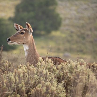 Nyala Dans Les Prairies Gaysay Dans Le Parc National De Bale A Découvrir en Ethiopie - Le Parc National de Balé