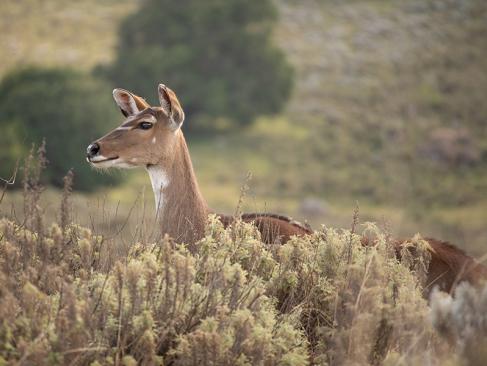 Nyala Dans Les Prairies Gaysay Dans Le Parc National De Bale A Découvrir en Ethiopie - Le Parc National de Balé