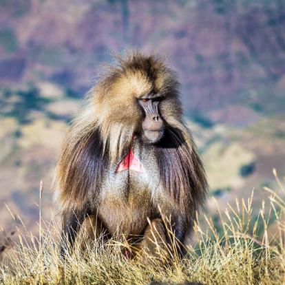 A Découvrir en Ethiopie - Le Parc national du Simien