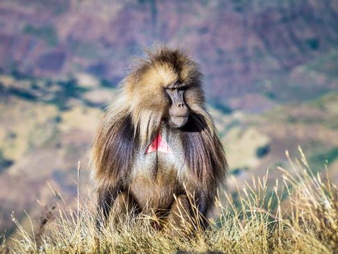 A Découvrir en Ethiopie - Le Parc national du Simien
