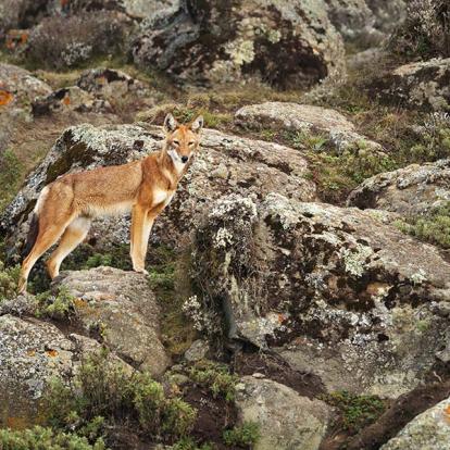 Parc national du Simien - Loup Ethiopien A Découvrir en Ethiopie - Le Parc national du Simien