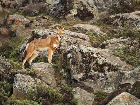 A Découvrir en Ethiopie - Le Parc national du Simien