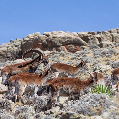 A Découvrir en Ethiopie - Le Parc national du Simien