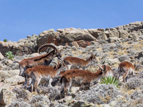A Découvrir en Ethiopie - Le Parc national du Simien