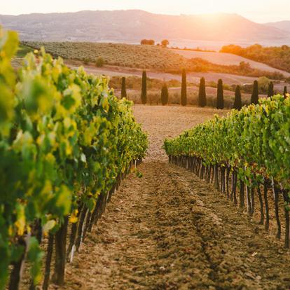 Eger - Vignes A Découvrir en Hongrie - Eger