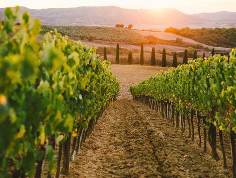 Eger - Vignes A Découvrir en Hongrie - Eger