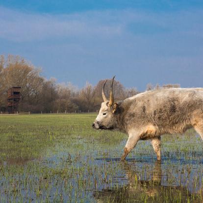 A Découvrir en Hongrie - Parc National d'Hortobagy