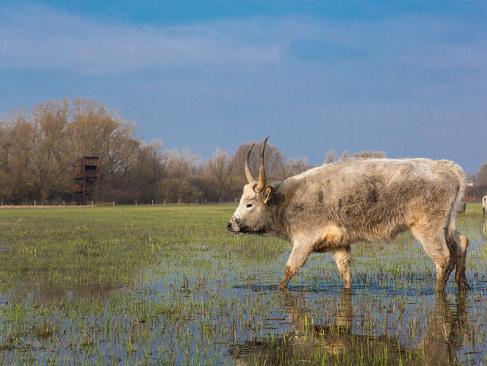 Parc National D'Hortobagy A Découvrir en Hongrie - Parc National d'Hortobagy
