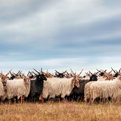 A Découvrir en Hongrie - Parc National d'Hortobagy