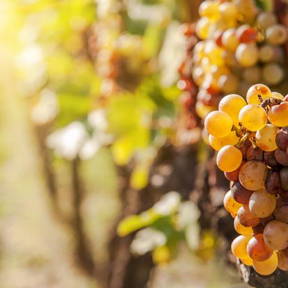 Tokaj A Découvrir en Hongrie - Tokaj