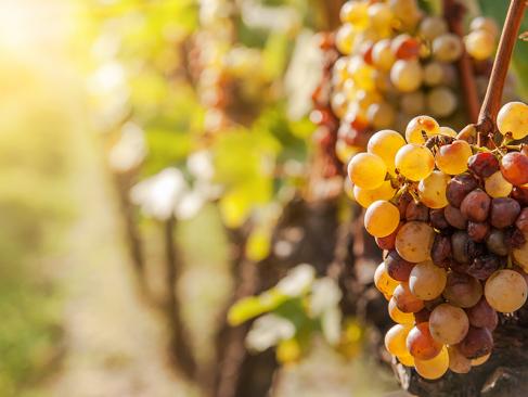 Tokaj A Découvrir en Hongrie - Tokaj