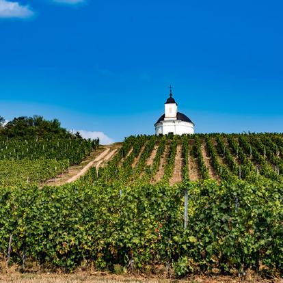 Tokaj - Vignes A Découvrir en Hongrie - Tokaj