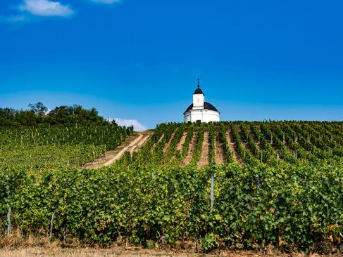 Tokaj - Vignes A Découvrir en Hongrie - Tokaj