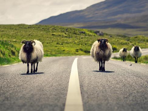 A Découvrir en Irlande - Le Connemara