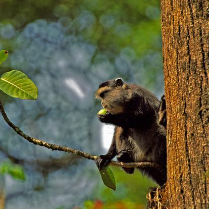 Forêt De Kakamega - Singe Samango A Découvrir au Kenya - La Forêt de Kakamega