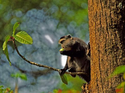 Forêt De Kakamega - Singe Samango A Découvrir au Kenya - La Forêt de Kakamega