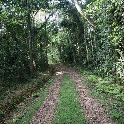 Forêt De Kakamega A Découvrir au Kenya - La Forêt de Kakamega