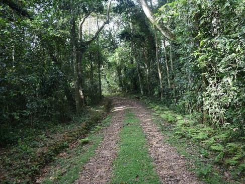 Forêt De Kakamega A Découvrir au Kenya - La Forêt de Kakamega