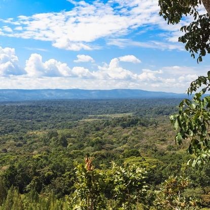 Forêt De Kakamega A Découvrir au Kenya - La Forêt de Kakamega