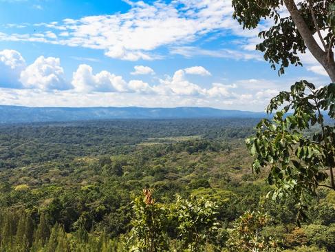 Forêt De Kakamega A Découvrir au Kenya - La Forêt de Kakamega