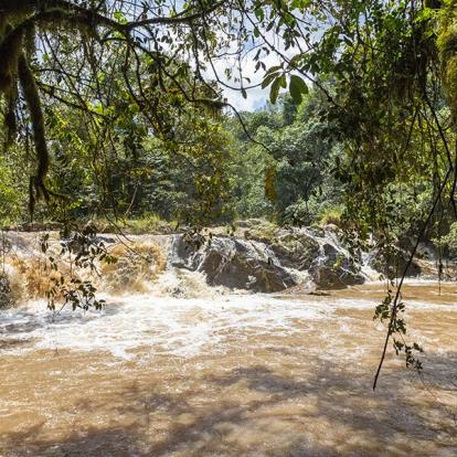 A Découvrir au Kenya - La Forêt de Kakamega