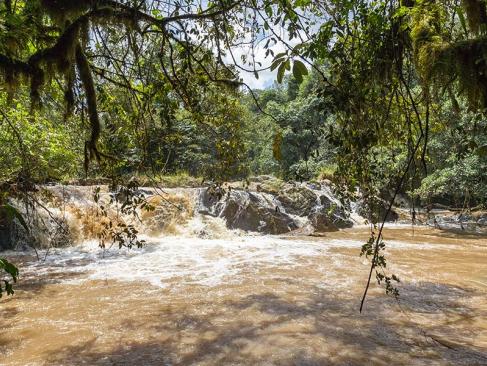 Forêt De Kakamega A Découvrir au Kenya - La Forêt de Kakamega