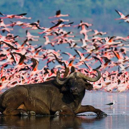 A Découvrir au Kenya - Parc National et Lac de Nakuru