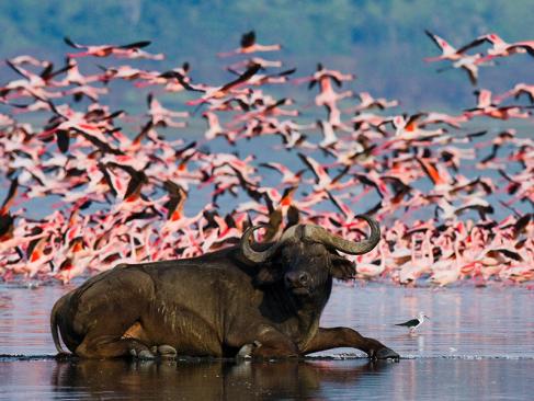Lac De Nakuru A Découvrir au Kenya - Parc National et Lac de Nakuru