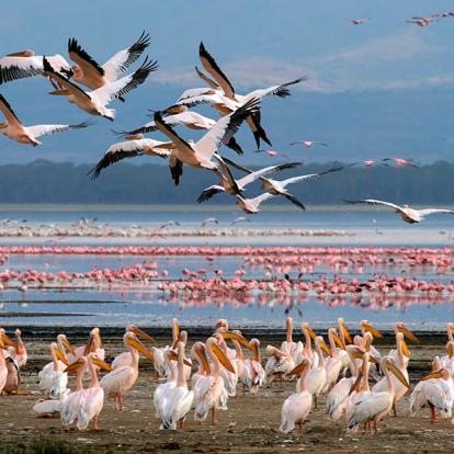 Lac De Nakuru A Découvrir au Kenya - Parc National et Lac de Nakuru