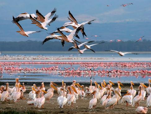 Lac De Nakuru A Découvrir au Kenya - Parc National et Lac de Nakuru