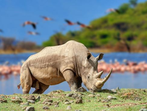 Lac De Nakuru A Découvrir au Kenya - Parc National et Lac de Nakuru