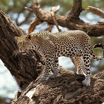 A Découvrir au Kenya - Parc National et Lac de Nakuru