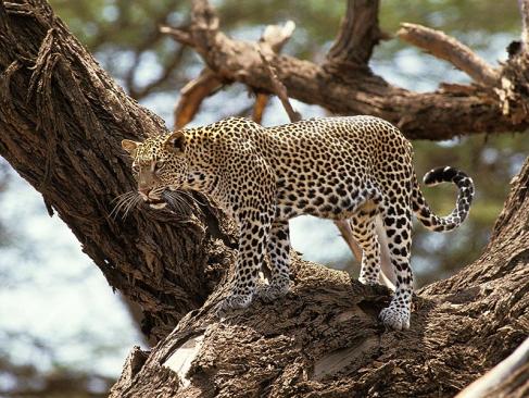 Parc National  De Nakuru A Découvrir au Kenya - Parc National et Lac de Nakuru