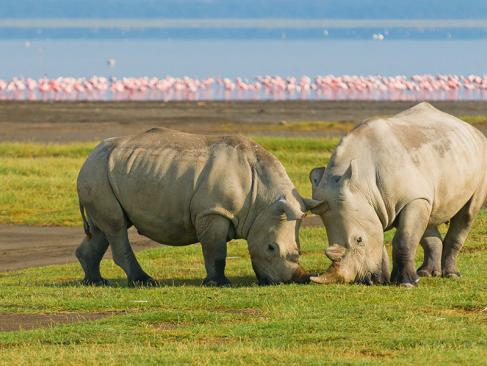 Lac De Nakuru A Découvrir au Kenya - Parc National et Lac de Nakuru