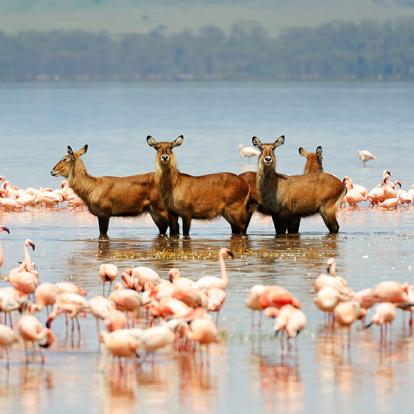 Lac De Nakuru A Découvrir au Kenya - Parc National et Lac de Nakuru